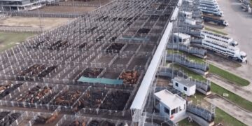 Bienestar animal: aprueban nuevo protocolo para gestionar el riesgo en el Mercado de Cañuelas