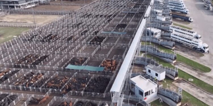 Bienestar animal: aprueban nuevo protocolo para gestionar el riesgo en el Mercado de Cañuelas