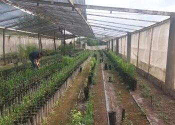 Tucumán: decomiso en un vivero cítrico no registrado