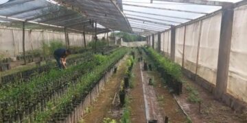 Tucumán: decomiso en un vivero cítrico no registrado