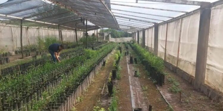 Tucumán: decomiso en un vivero cítrico no registrado
