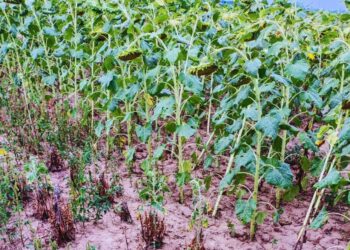 El jopo, la plaga que amenaza al girasol: cómo prevenir su ingreso a la Argentina
