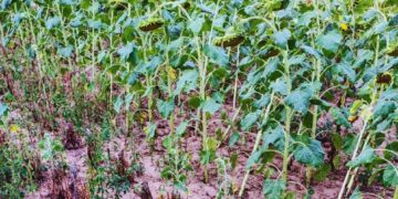El jopo, la plaga que amenaza al girasol: cómo prevenir su ingreso a la Argentina
