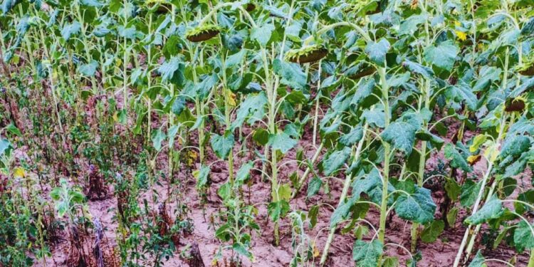 El jopo, la plaga que amenaza al girasol: cómo prevenir su ingreso a la Argentina