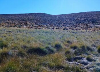 Coirón blanco con DNI: semilla certificada para una aliada de la ganadería patagónica