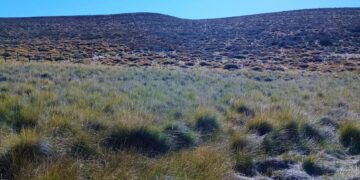 Coirón blanco con DNI: semilla certificada para una aliada de la ganadería patagónica