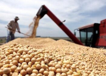 Soja 2025/26: entre la estabilidad local y los riesgos climáticos que marcarán la campaña en Tucumán