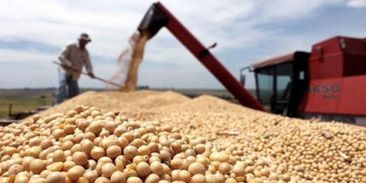 Soja 2025/26: entre la estabilidad local y los riesgos climáticos que marcarán la campaña en Tucumán