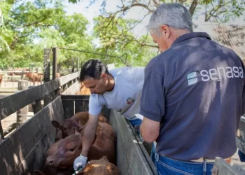 Se modifica el plan de vacunación contra la aftosa: ¿beneficio o riesgo para el productor ganadero?