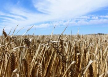La cebada enfrenta un mercado global deprimido