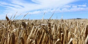 La cebada enfrenta un mercado global deprimido