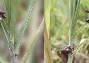 Raquitismo en caña soca: el diagnóstico temprano como herramienta clave para proteger el rinde