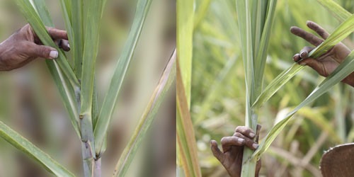 Raquitismo en caña soca: el diagnóstico temprano como herramienta clave para proteger el rinde