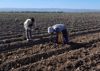Más aumentos para trabajadores rurales: las nuevas escalas salariales, con un mínimo de $ 904.903