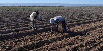 Más aumentos para trabajadores rurales: las nuevas escalas salariales, con un mínimo de $ 904.903