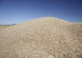 Crecieron 9% en volumen las exportaciones agroindustriales