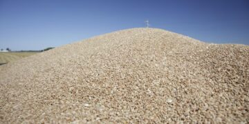 Crecieron 9% en volumen las exportaciones agroindustriales