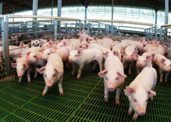 Negocio redondo: crecen los créditos en kilos de capón y ya superaron los $6.000 millones