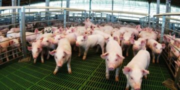 Negocio redondo: crecen los créditos en kilos de capón y ya superaron los $6.000 millones
