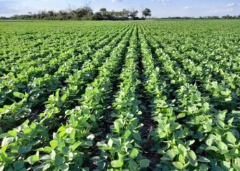 La Eeaoc alerta sobre un fuerte aumento del monocultivo de soja