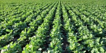 La Eeaoc alerta sobre un fuerte aumento del monocultivo de soja
