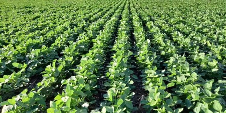 La Eeaoc alerta sobre un fuerte aumento del monocultivo de soja