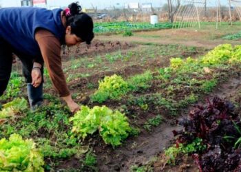 Producción hortícola en el NOA: desafíos técnicos y sostenibilidad en una campaña más exigente