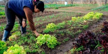 Producción hortícola en el NOA: desafíos técnicos y sostenibilidad en una campaña más exigente