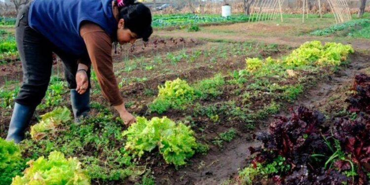 Producción hortícola en el NOA: desafíos técnicos y sostenibilidad en una campaña más exigente