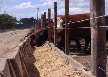 Se desacelera la faena bovina: ¿comenzó una fase de retención o es solo incertidumbre electoral?