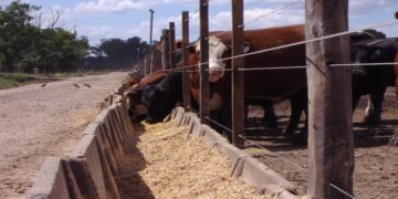 Se desacelera la faena bovina: ¿comenzó una fase de retención o es solo incertidumbre electoral?