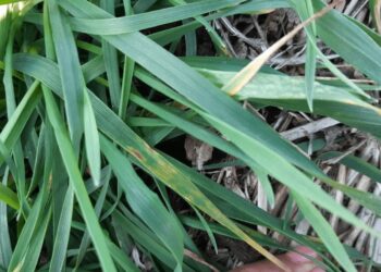 Mancha amarilla: una vieja enemiga del trigo ya enciende alarmas, por las condiciones ambientales