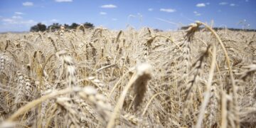 “Nunca vimos a los trigos así”: la cosecha va camino a alcanzar o superar el récord 2021/22