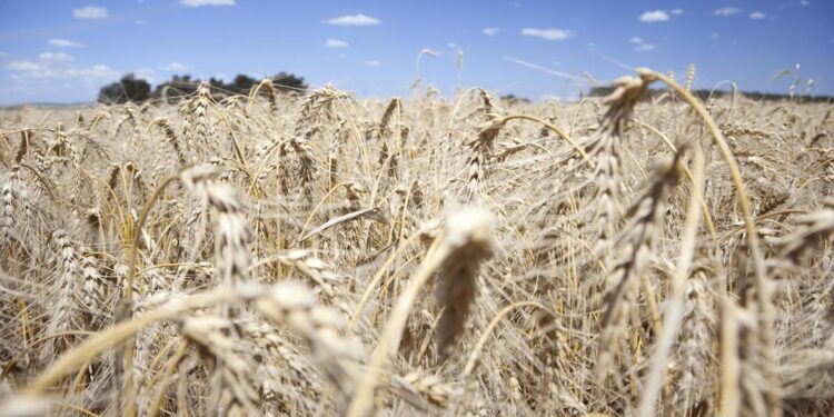 “Nunca vimos a los trigos así”: la cosecha va camino a alcanzar o superar el récord 2021/22