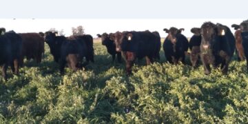 Piedras en el camino de la exportación de carne vacuna