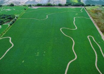 A orillas del Río Dulce, la alfalfa busca un manejo del riego más eficiente para sumar más producción