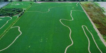 A orillas del Río Dulce, la alfalfa busca un manejo del riego más eficiente para sumar más producción