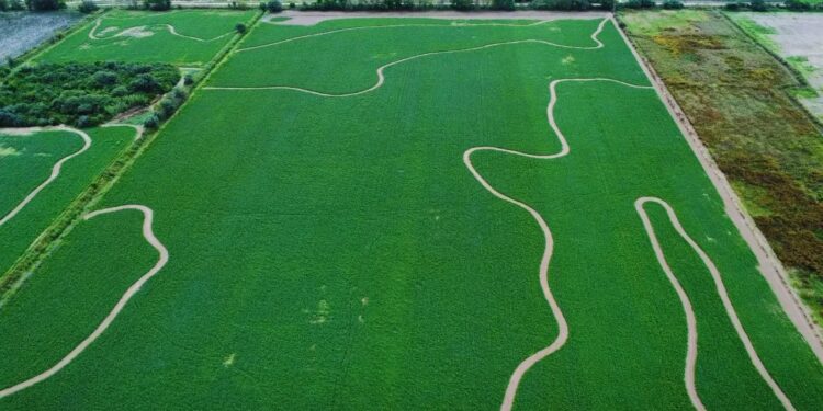 A orillas del Río Dulce, la alfalfa busca un manejo del riego más eficiente para sumar más producción