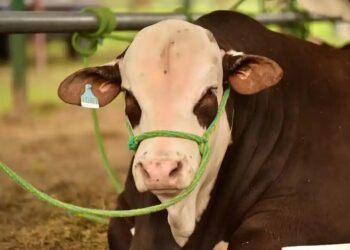 Exportación agropecuaria: genética bovina argentina llega a Panamá