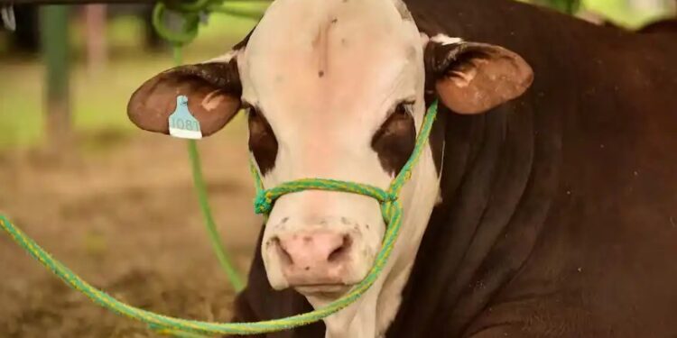 Exportación agropecuaria: genética bovina argentina llega a Panamá