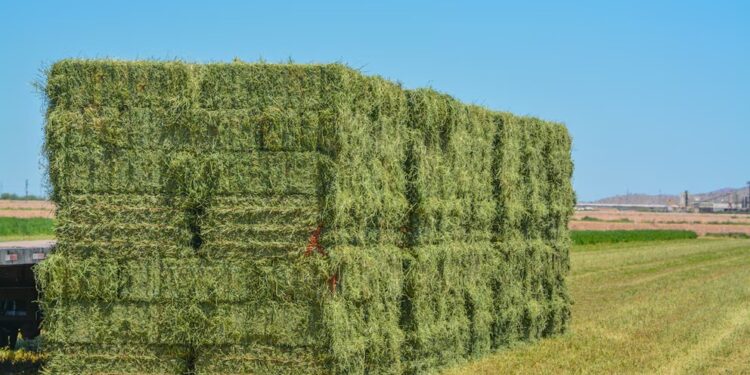 La eficiencia en el riego potencia la competitividad de la alfalfa