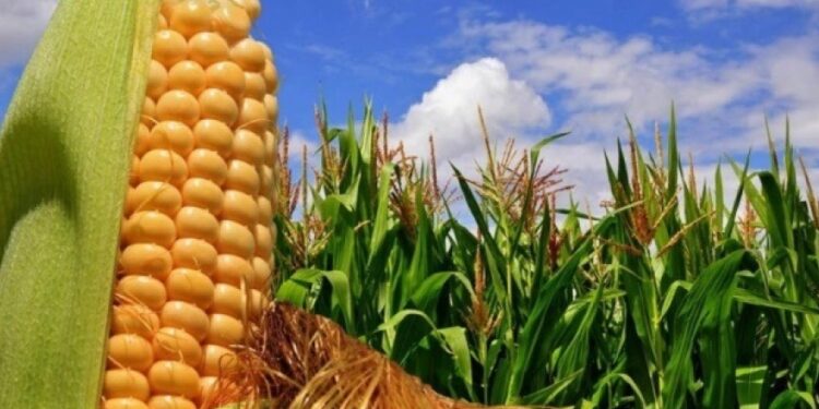 Precios que no tientan a los productores: advierten un fuerte retraso en las ventas de trigo y de maíz