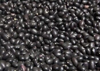 Poroto negro: en distintas zonas del NOA evaluaron 10 variedades