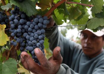 El “lado B” del avance en la tecnificación vitivinícola