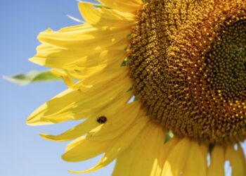 El girasol hace historia