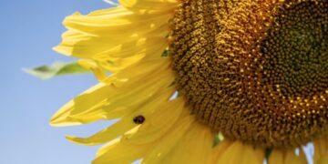 El girasol hace historia