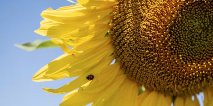 El girasol hace historia