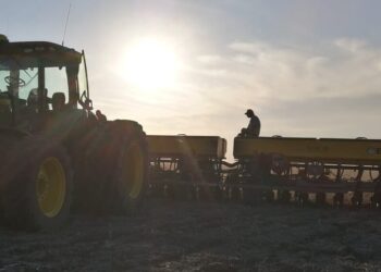 Soja 2025/26: la primera proyección de siembra del Gobierno marca 500.000 hectáreas menos