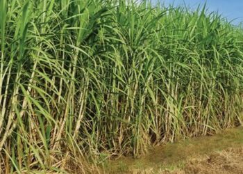 Presentaron la Mesa Cañera: difícil escenario de los productores