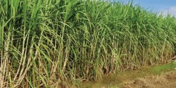 Presentaron la Mesa Cañera: difícil escenario de los productores